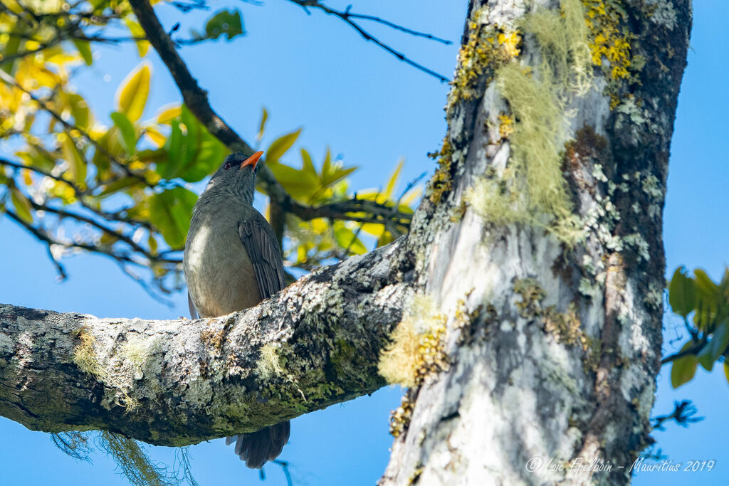 Mauritius Bulbul