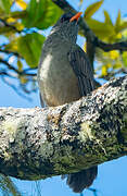 Mauritius Bulbul