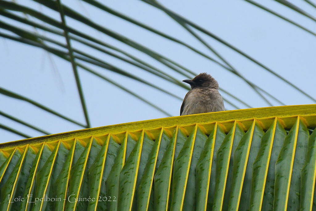 Common Bulbul