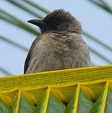 Bulbul des jardins