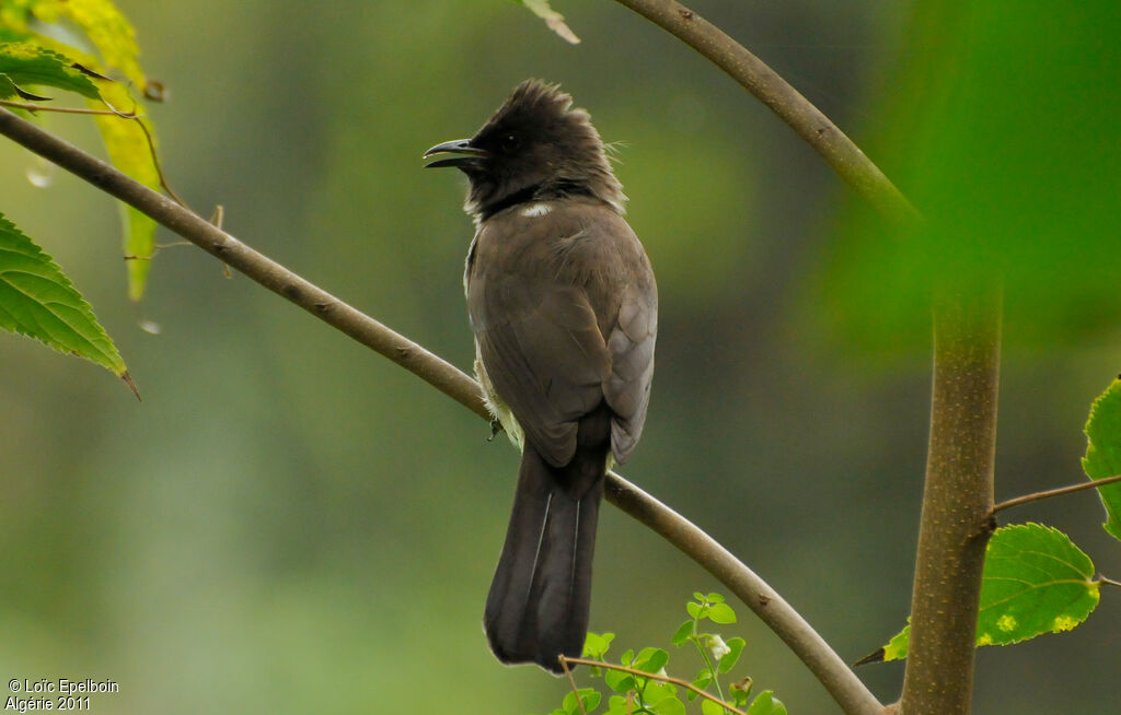 Bulbul des jardins