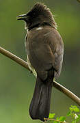 Bulbul des jardins