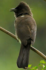 Bulbul des jardins