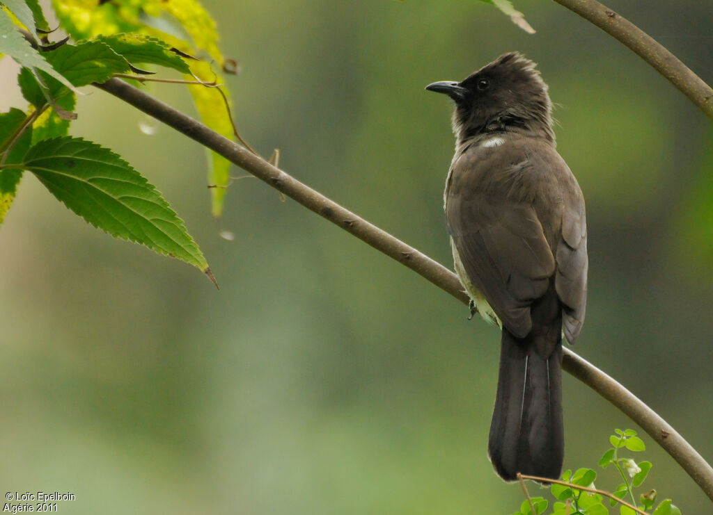 Common Bulbul