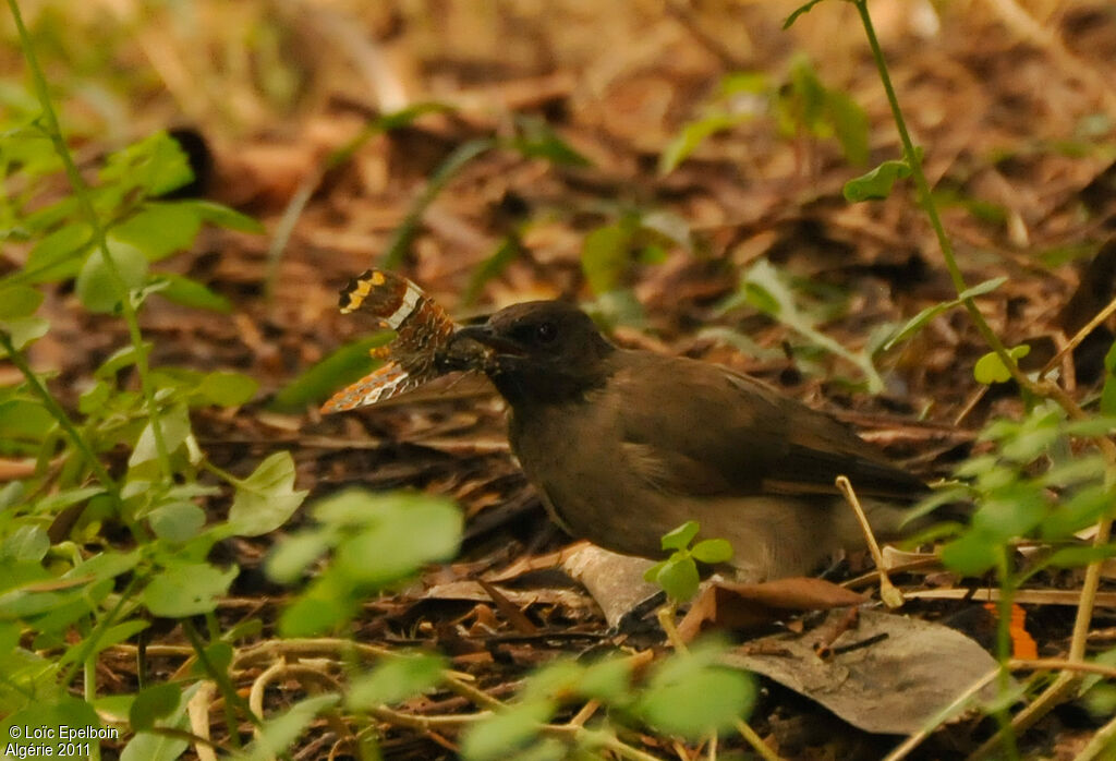 Common Bulbul