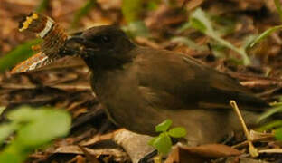 Bulbul des jardins