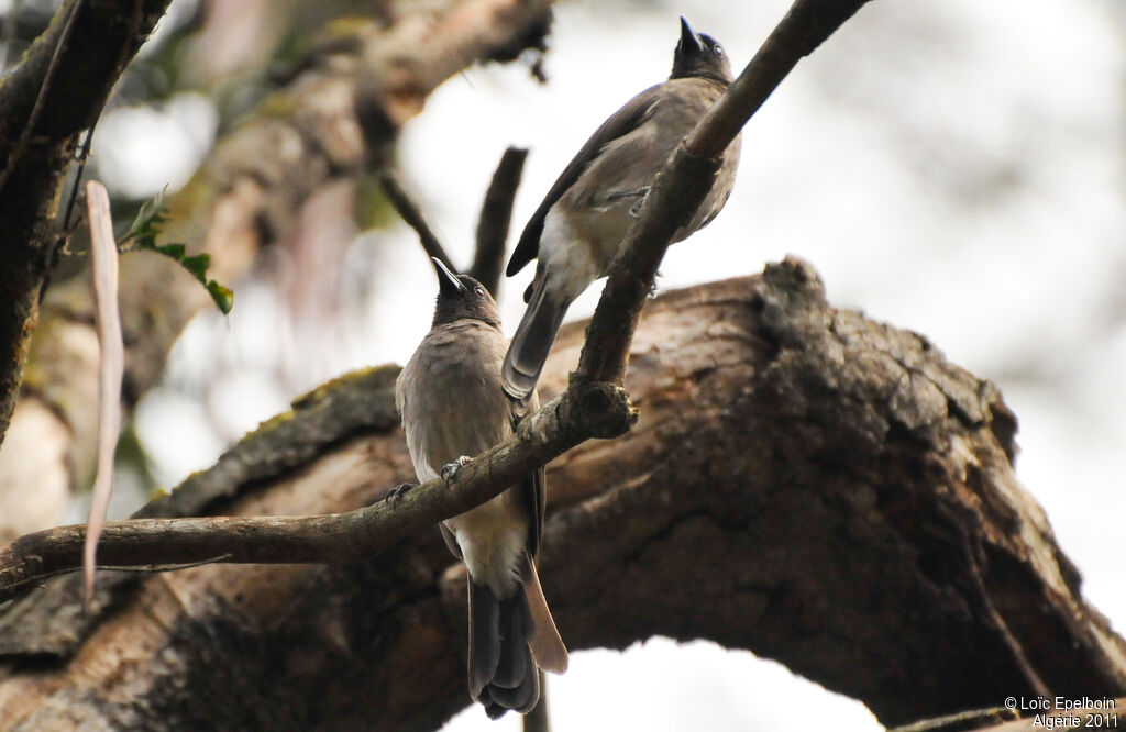 Common Bulbul