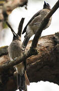 Common Bulbul