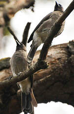 Bulbul des jardins