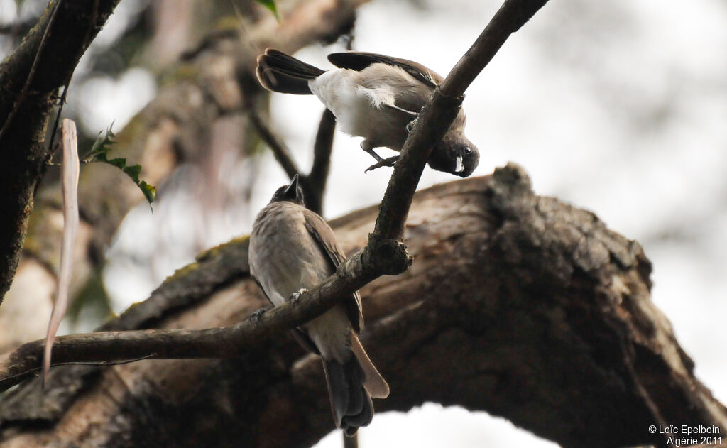 Common Bulbul