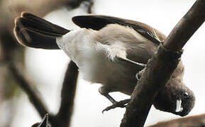 Common Bulbul