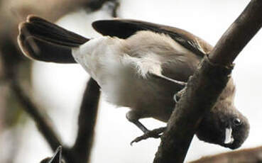 Bulbul des jardins