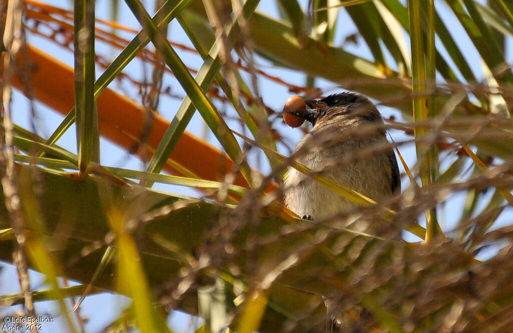 Bulbul des jardins