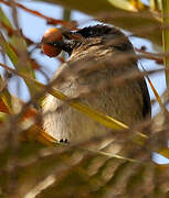 Common Bulbul