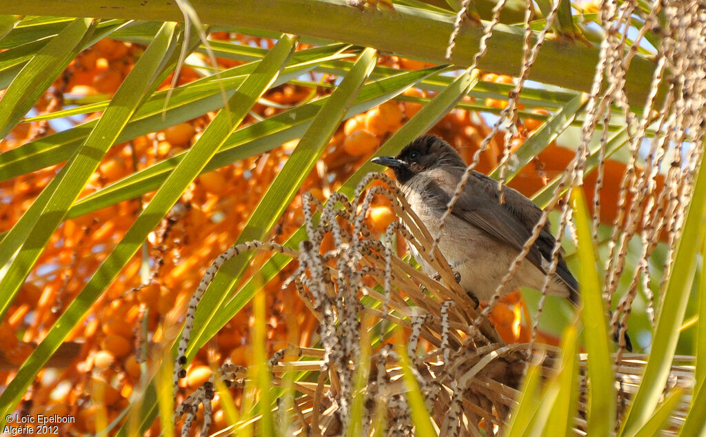 Common Bulbul