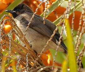 Bulbul des jardins