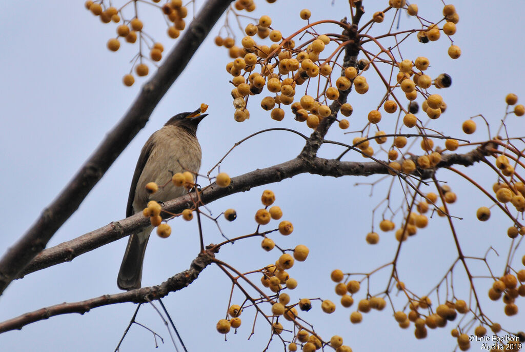 Bulbul des jardins