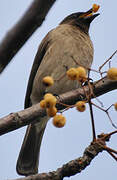 Common Bulbul