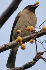 Bulbul des jardins