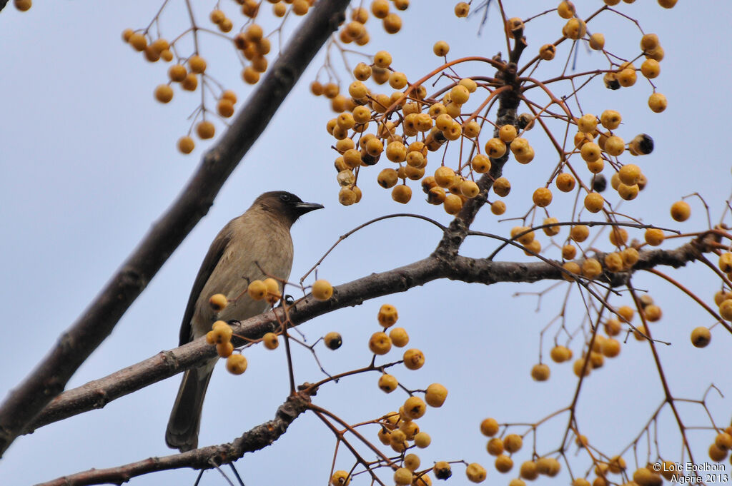 Bulbul des jardins