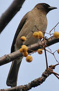 Common Bulbul