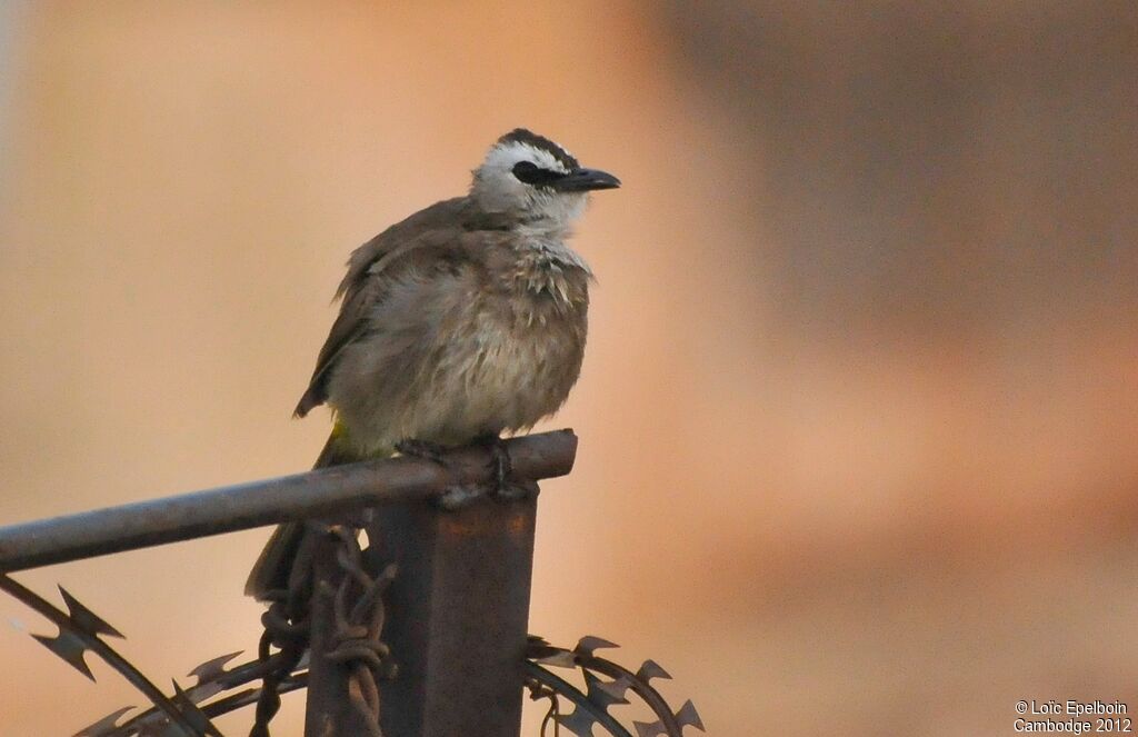 Yellow-vented Bulbul