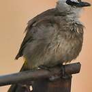 Bulbul goiavier