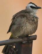 Yellow-vented Bulbul