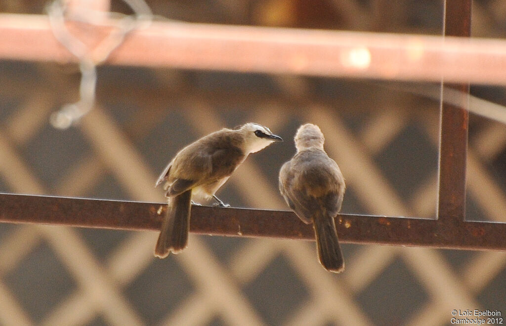 Yellow-vented Bulbul