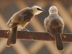 Yellow-vented Bulbul