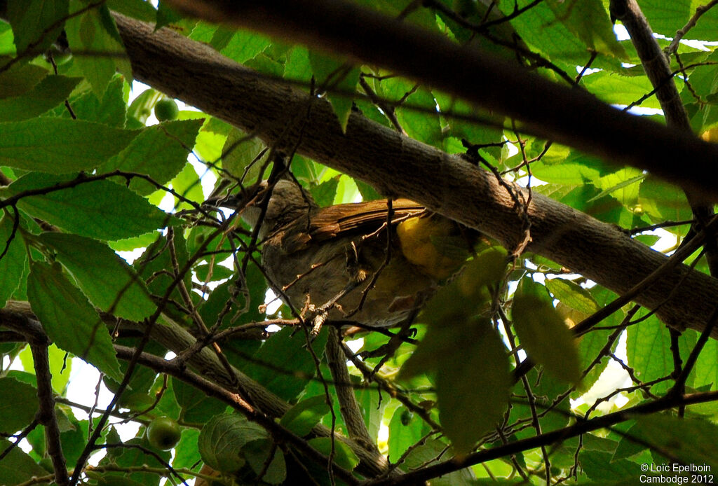 Yellow-vented Bulbul