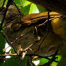 Bulbul goiavier