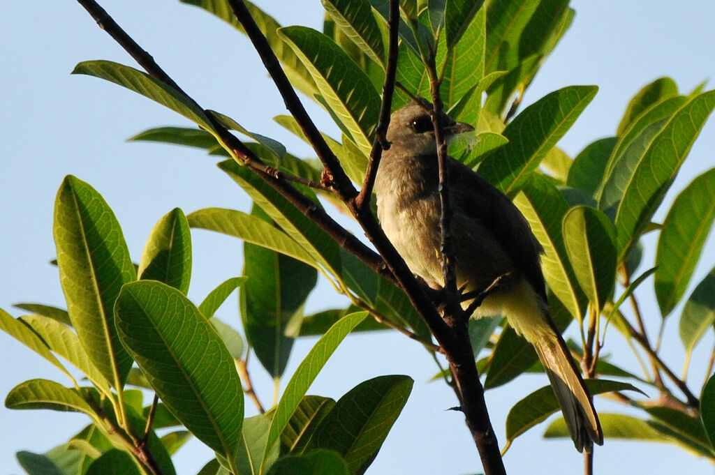 Yellow-vented Bulbul