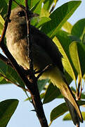 Yellow-vented Bulbul