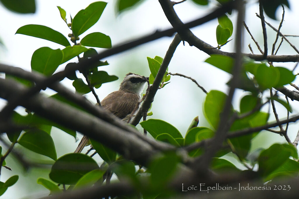 Yellow-vented Bulbul