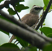 Yellow-vented Bulbul