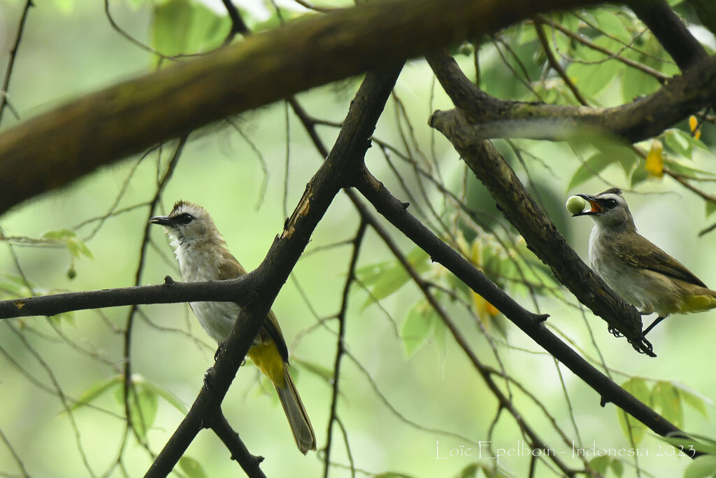 Yellow-vented Bulbul