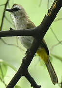 Yellow-vented Bulbul