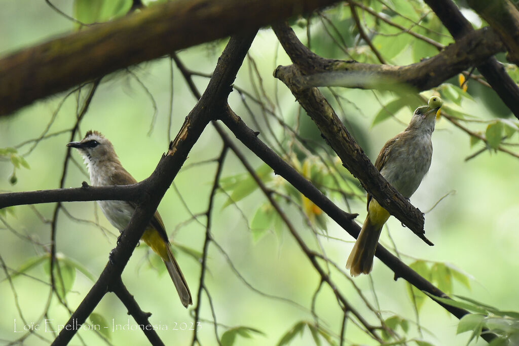 Yellow-vented Bulbul