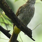 Bulbul goiavier