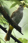 Yellow-vented Bulbul