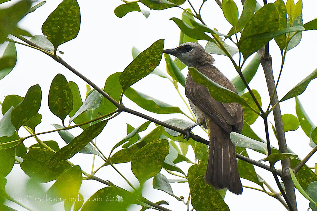 Yellow-vented Bulbul