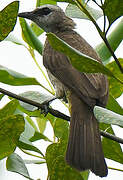 Yellow-vented Bulbul