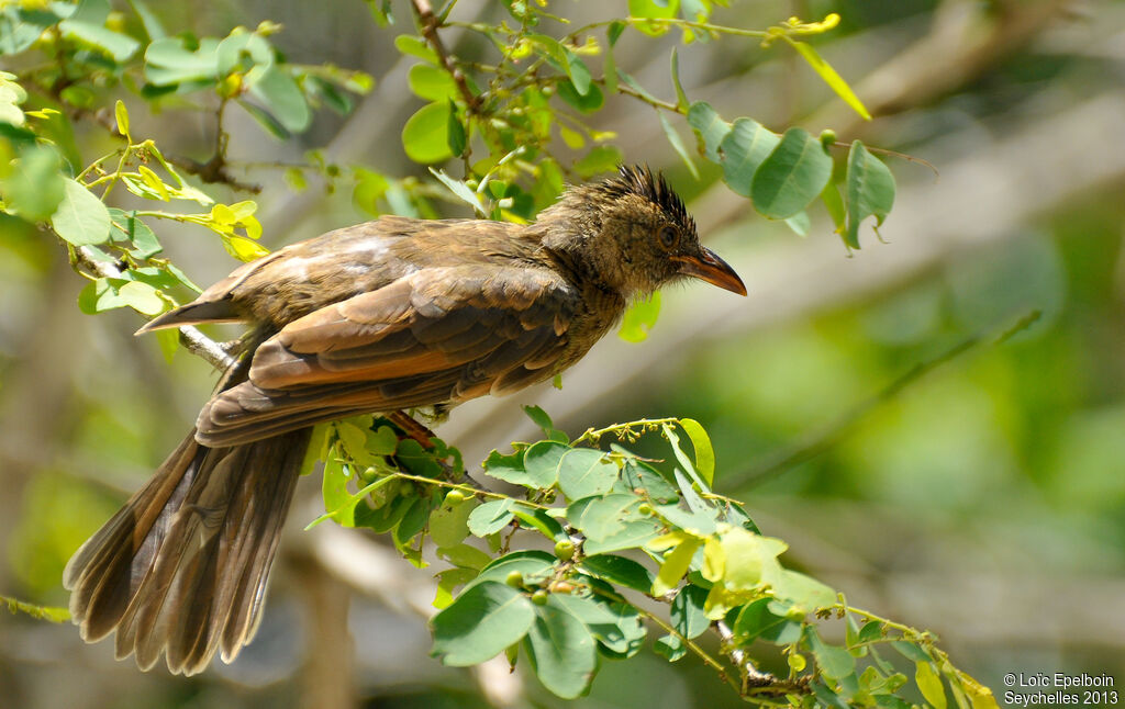 Bulbul merle