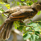 Bulbul merle