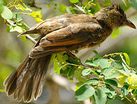 Bulbul merle