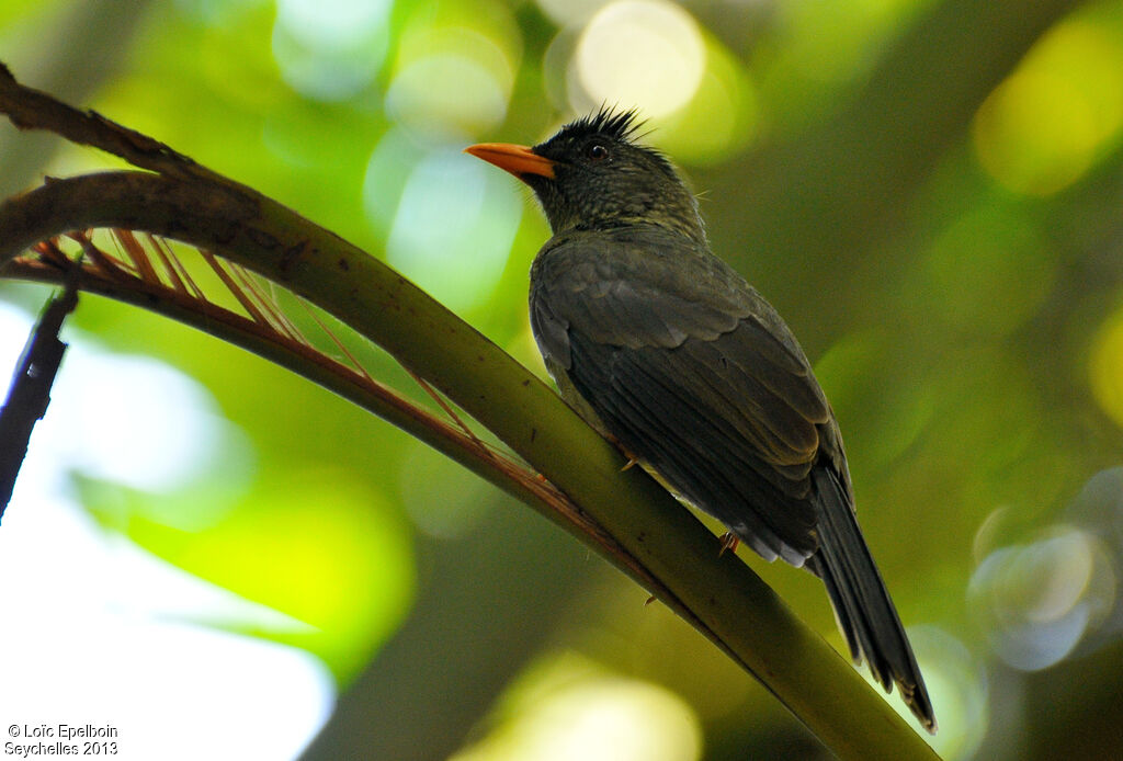 Bulbul merle