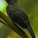 Bulbul merle