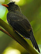 Seychelles Bulbul