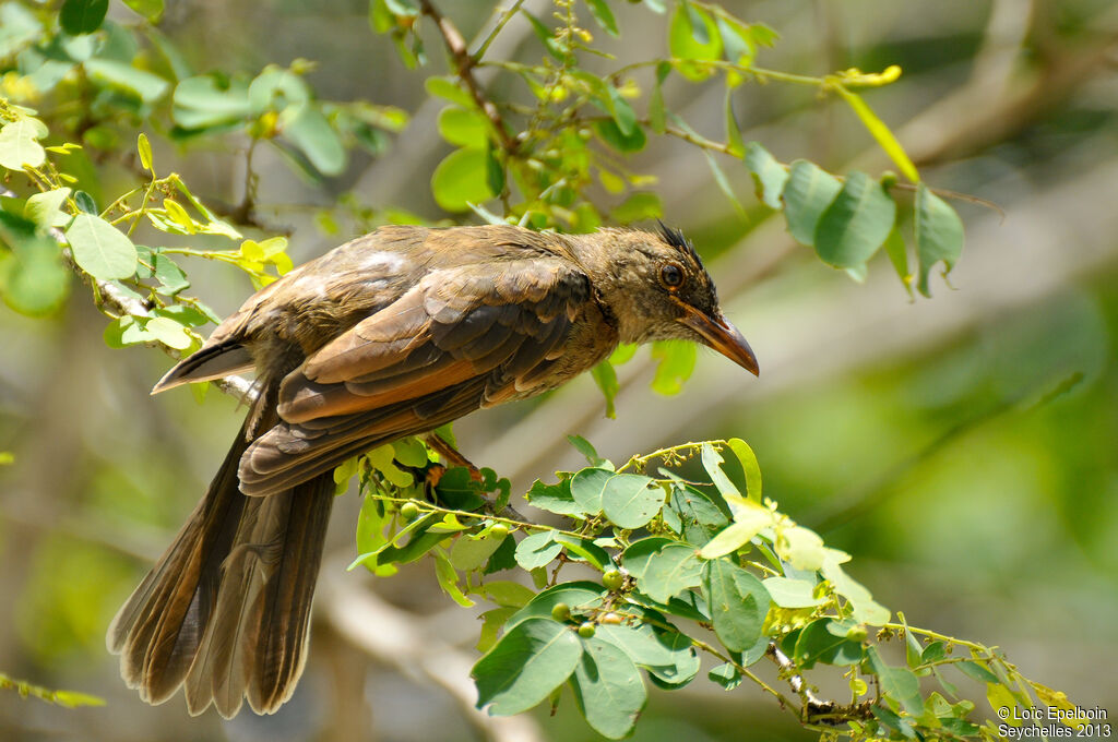 Bulbul merle